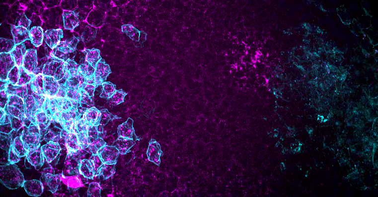 Modelling of Mdk diffusion in vivo. Mdk (coloured in magenta) diffuses from the source cells (coloured in cyan) on the left side to the receptor expressing cells (also coloured in cyan) on the right